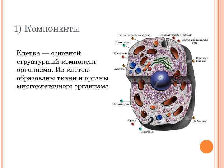 Тесты клеточный уровень. Основные структурные элементы клетки. Клетка и ее структурные компоненты. Основные структурные компоненты клетки. Основные составляющие части клеток.