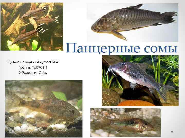 Панцерные сомы Сделал студент 4 курса БТФ Группы Тр0901 -1 Убоженко О. М. 