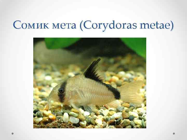 Сомик мета (Corydoras metae) 