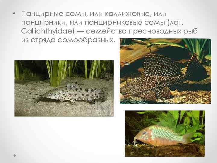  • Панцирные сомы, или каллихтовые, или панцирники, или панцирниковые сомы (лат. Callichthyidae) —