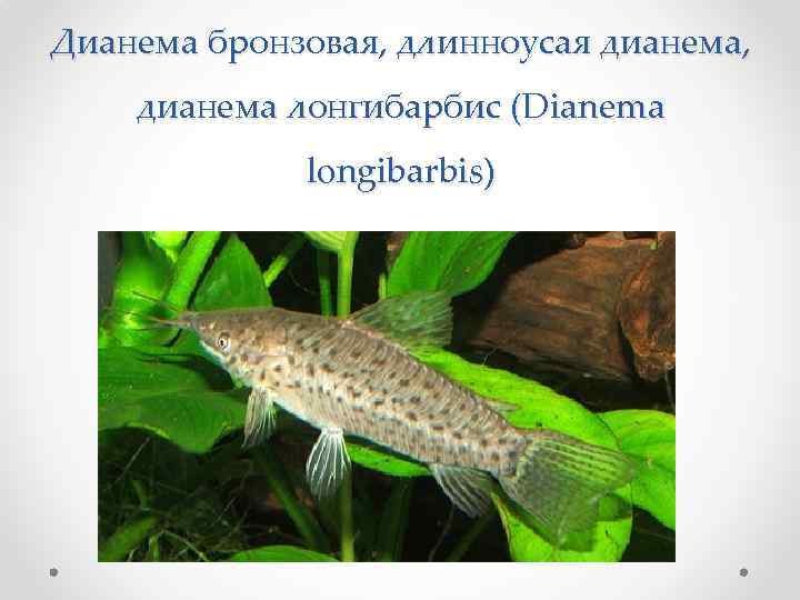 Дианема бронзовая, длинноусая дианема, дианема лонгибарбис (Dianema longibarbis) 