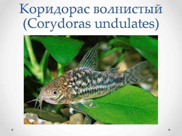 Коридорас волнистый (Corydoras undulates) 