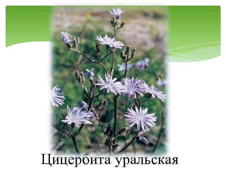 Цицербита уральская 