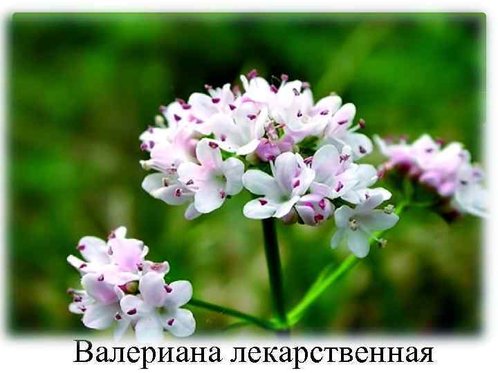 Валериана лекарственная 