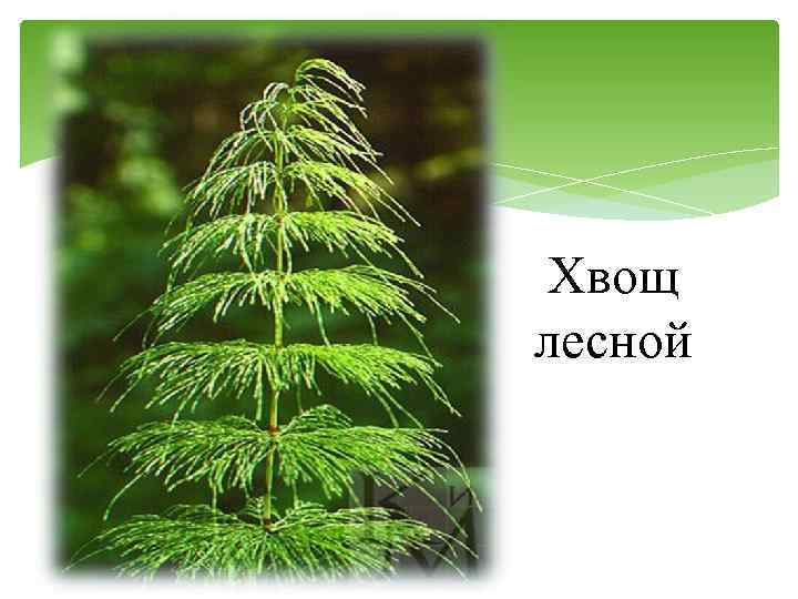 Хвощ лесной 