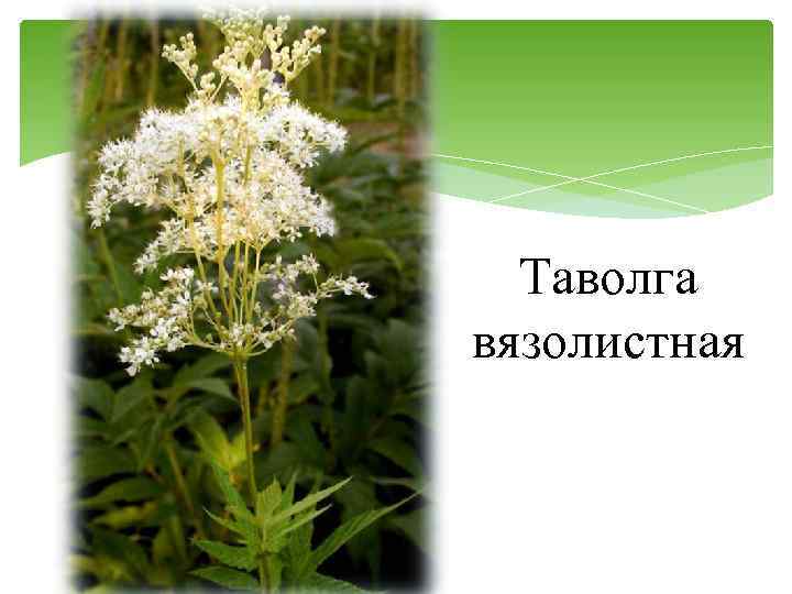 Таволга вязолистная 