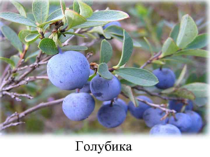 Голубика 