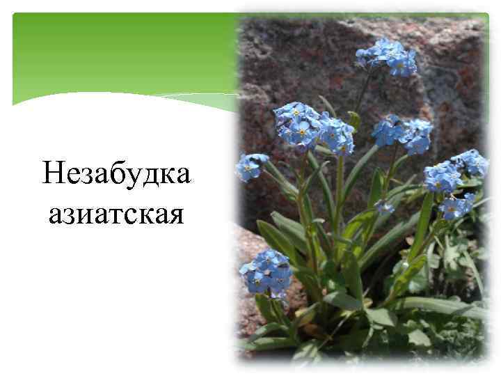 Незабудка азиатская 
