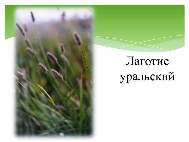 Лаготис уральский 