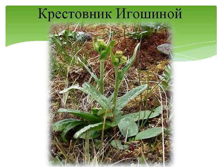 Крестовник Игошиной 