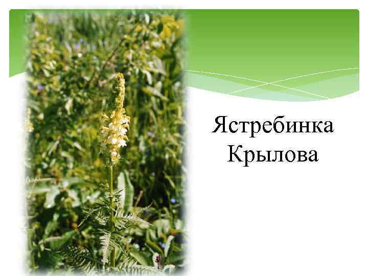 Ястребинка Крылова 