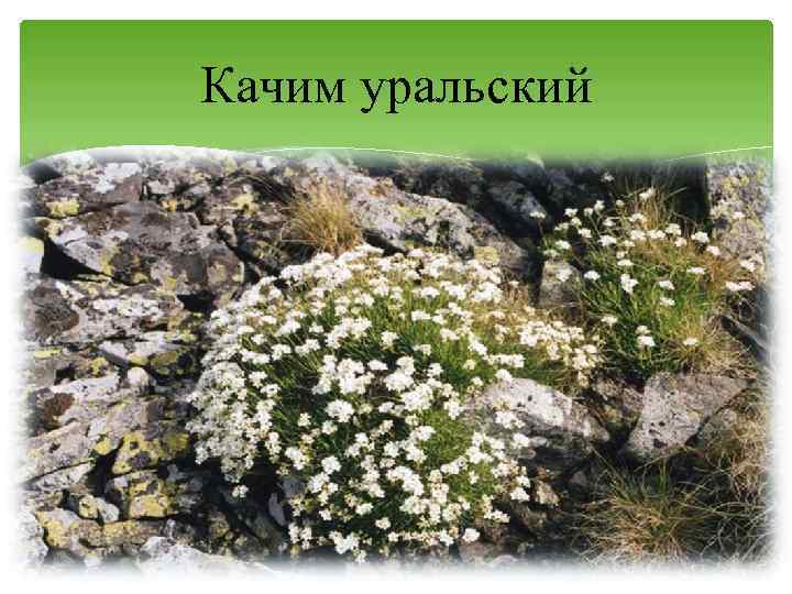 Качим уральский 