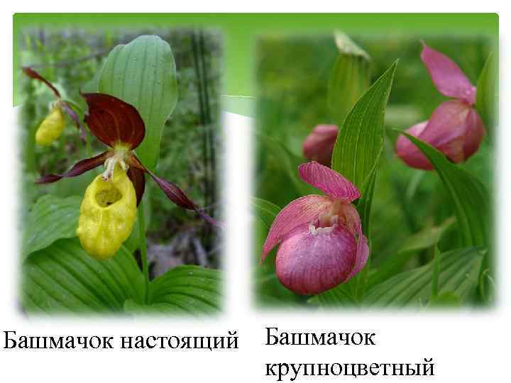 Башмачок настоящий Башмачок крупноцветный 