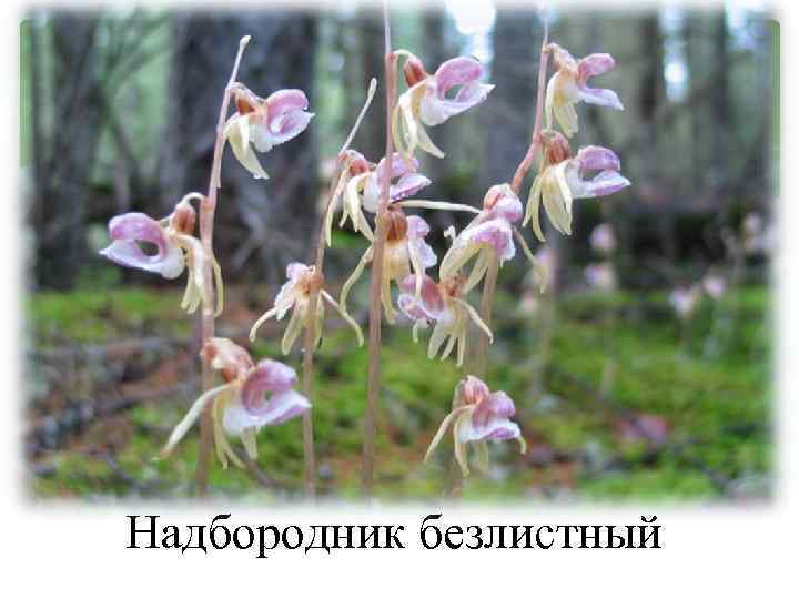 Надбородник безлистный 