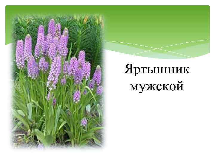 Яртышник мужской 