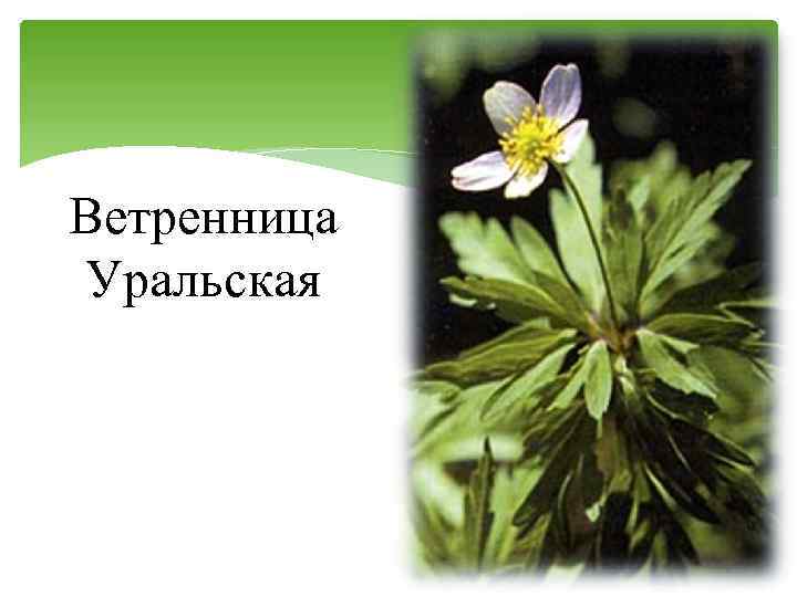 Ветренница Уральская 