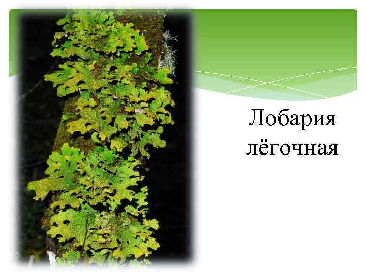 Лобария лёгочная 