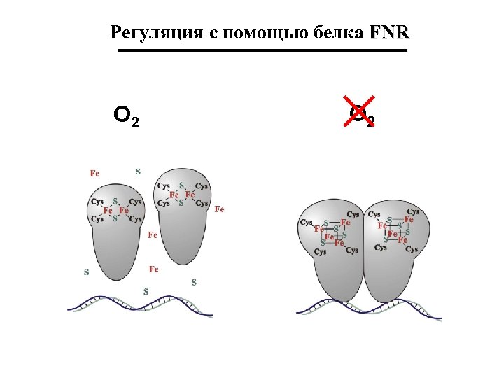 Регуляция с помощью белка FNR O 2 