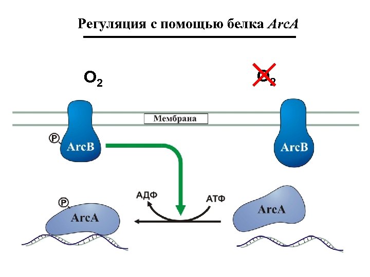 Регуляция с помощью белка Arc. A O 2 