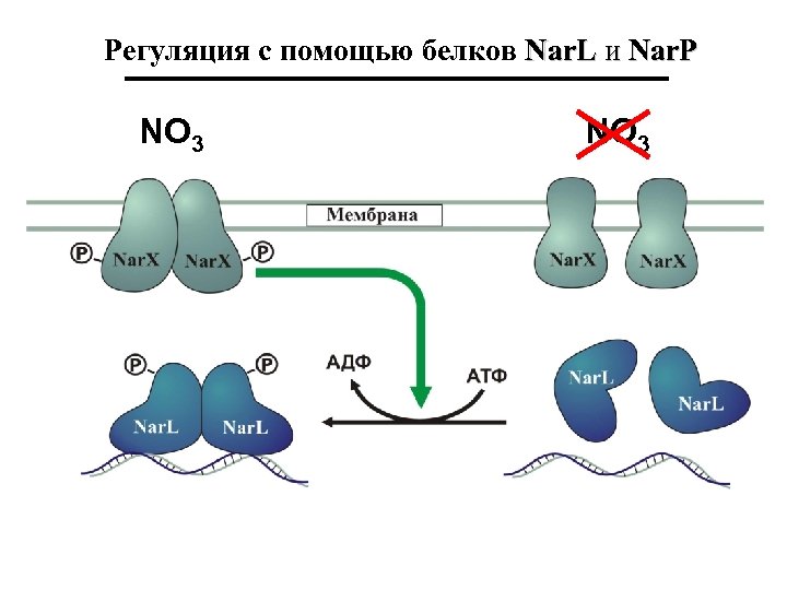 Регуляция с помощью белков Nar. L и Nar. P NO 3 
