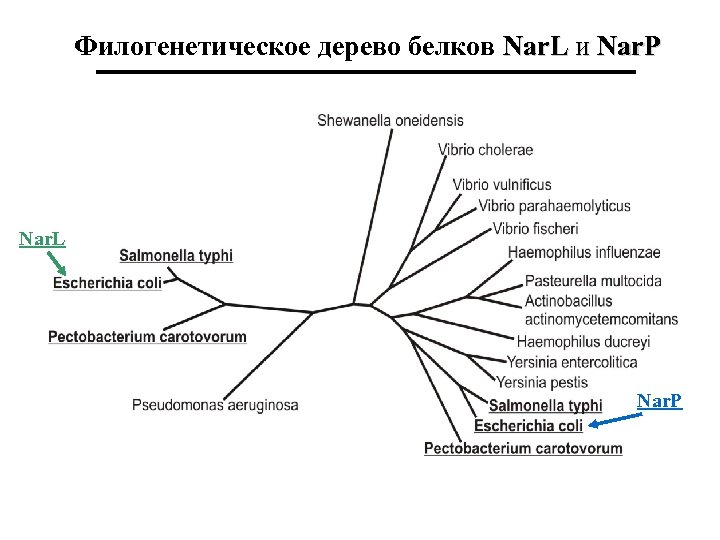 Филогенетическое дерево белков Nar. L и Nar. P Nar. L Nar. P 
