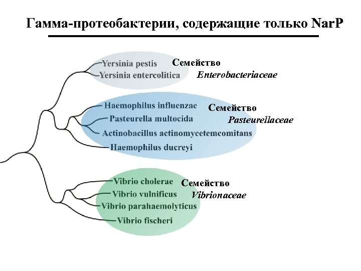 Гамма-протеобактерии, содержащие только Nar. P Семейство Enterobacteriaceae Семейство Pasteurellaceae Семейство Vibrionaceae 