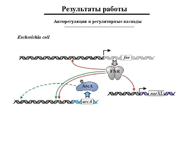 Результаты работы Авторегуляция и регуляторные каскады Escherichia coli 