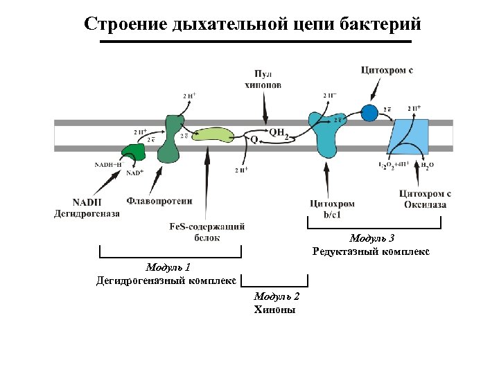 Строение дыхательной цепи бактерий Модуль 3 Редуктазный комплекс Модуль 1 Дегидрогеназный комплекс Модуль 2