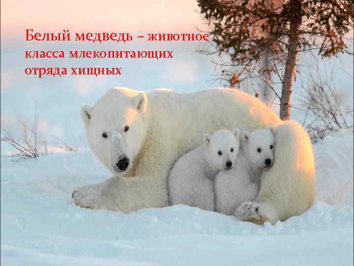 Белый медведь – животное класса млекопитающих отряда хищных 