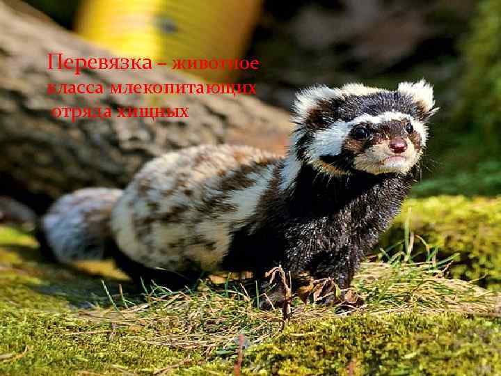 Перевязка – животное класса млекопитающих отряда хищных 