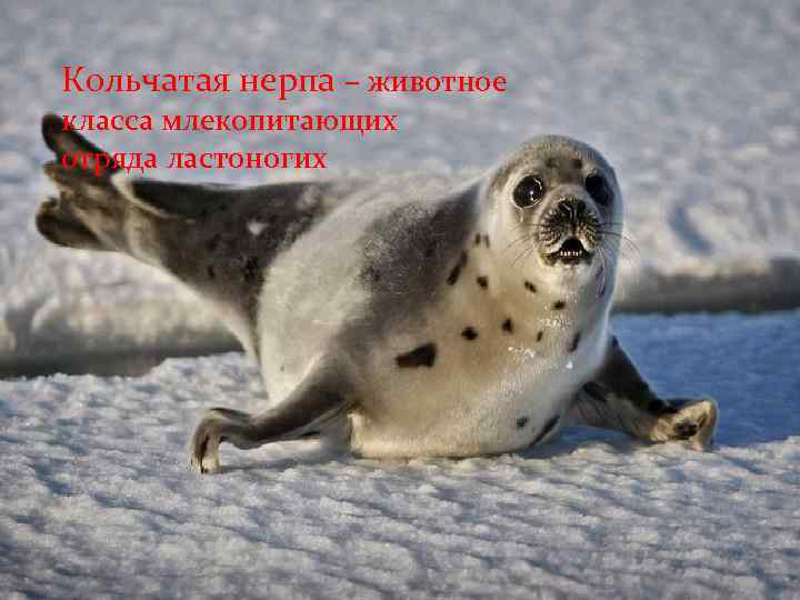 Кольчатая нерпа – животное класса млекопитающих отряда ластоногих 