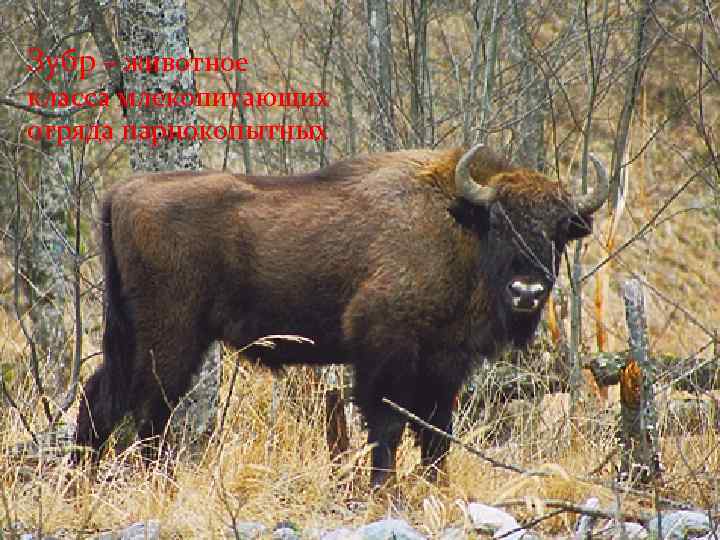 Зубр – животное класса млекопитающих отряда парнокопытных 