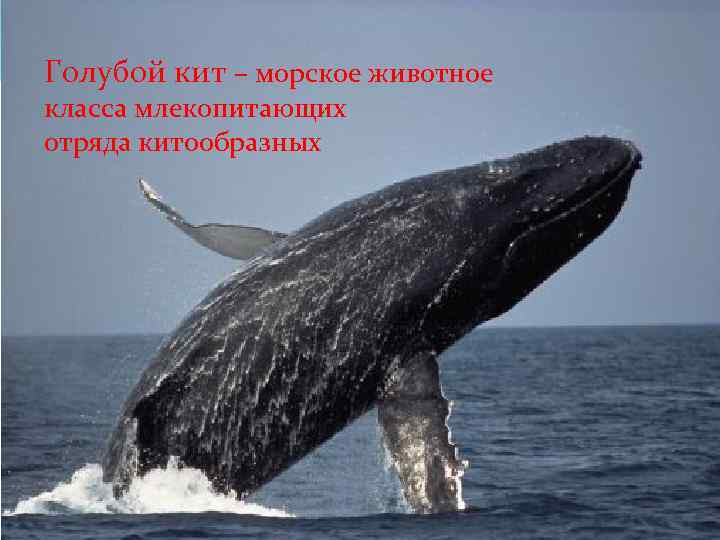 Голубой кит – морское животное класса млекопитающих отряда китообразных 