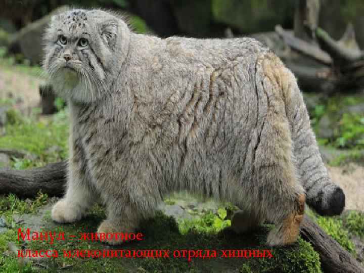 Манул – животное класса млекопитающих отряда хищных 