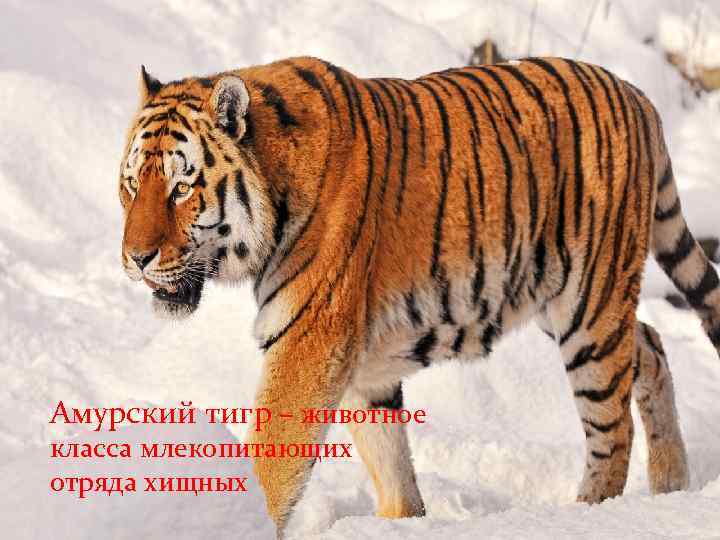 Амурский тигр – животное класса млекопитающих отряда хищных 