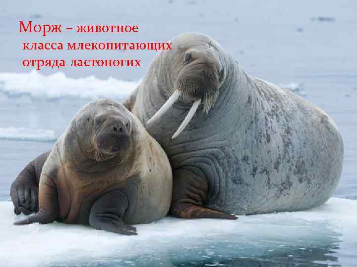 Морж – животное класса млекопитающих отряда ластоногих 