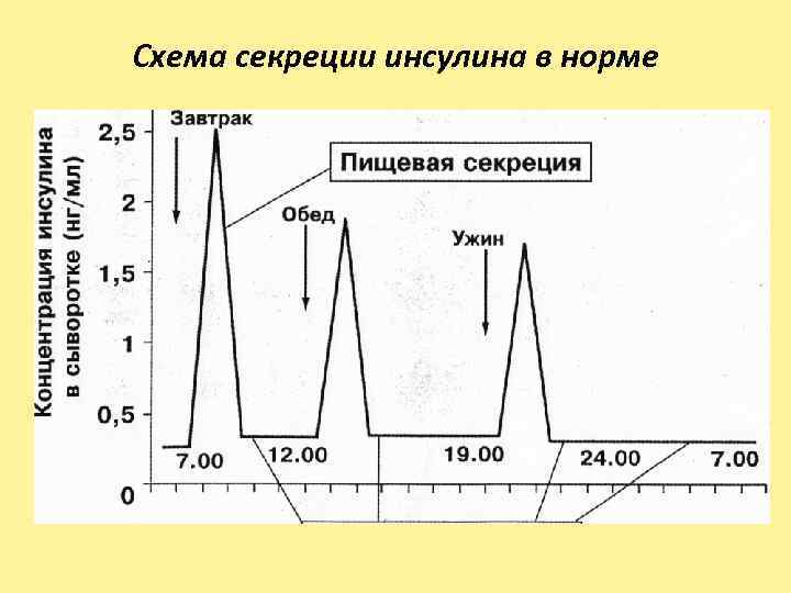 Схема секреции инсулина в норме 