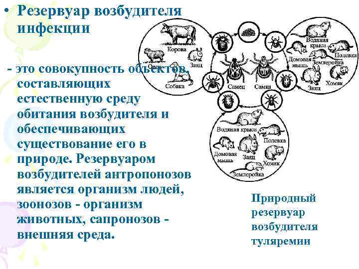  • Резервуар возбудителя инфекции - это совокупность объектов, составляющих естественную среду обитания возбудителя