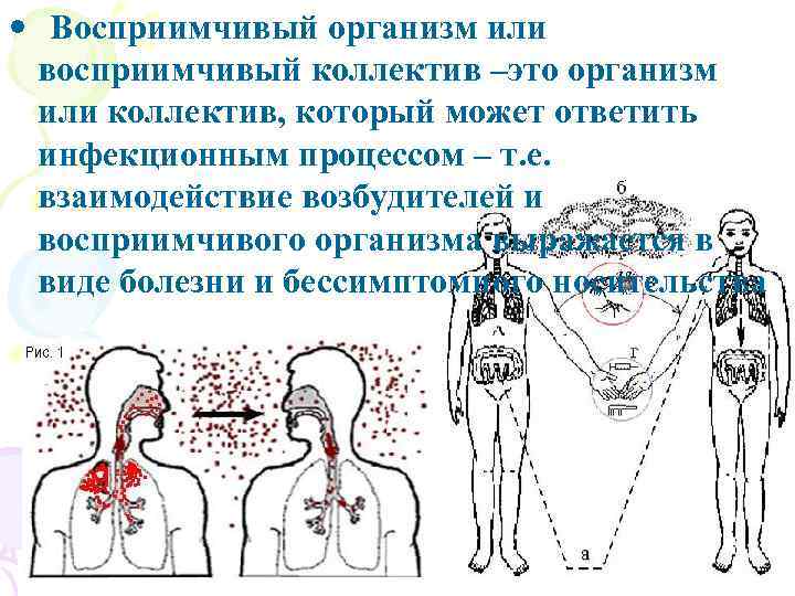  • Восприимчивый организм или восприимчивый коллектив –это организм или коллектив, который может ответить