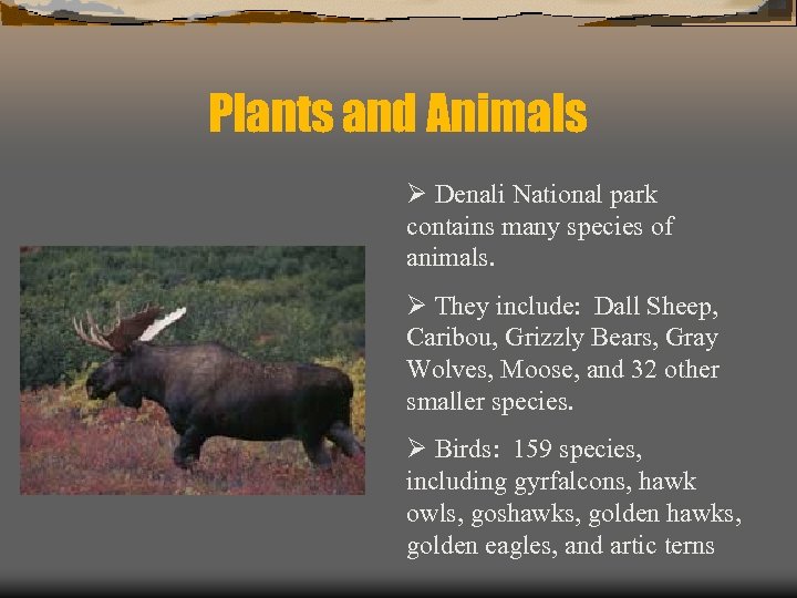 Plants and Animals Ø Denali National park contains many species of animals. Ø They