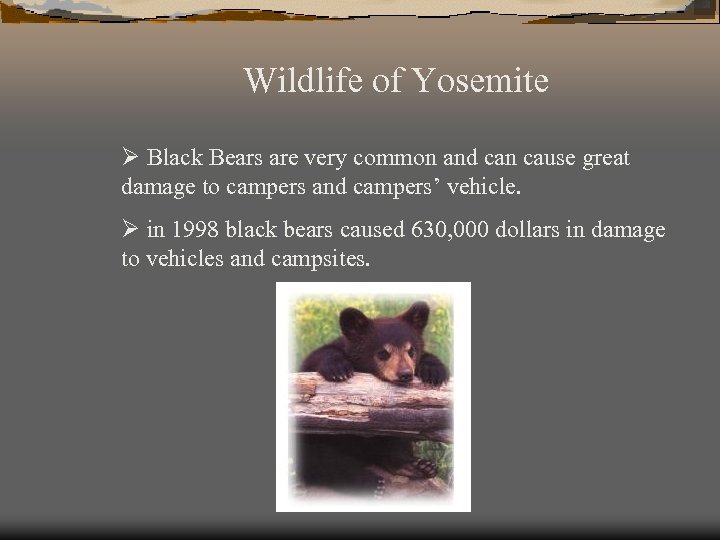 Wildlife of Yosemite Ø Black Bears are very common and can cause great damage