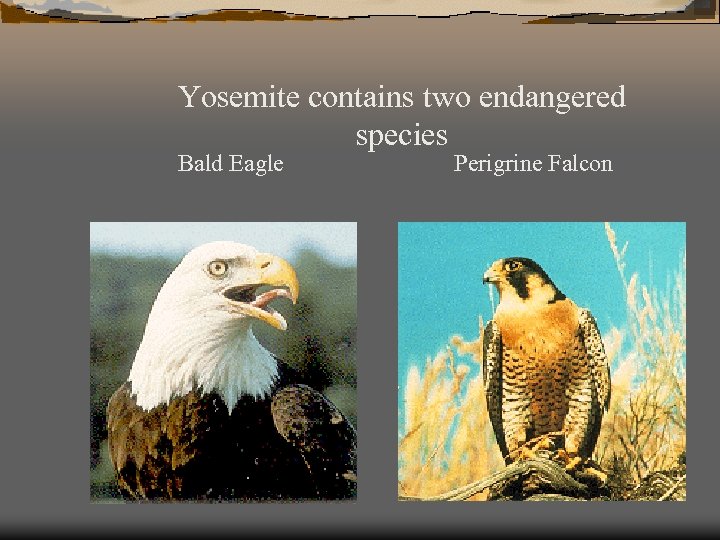 Yosemite contains two endangered species Bald Eagle Perigrine Falcon 