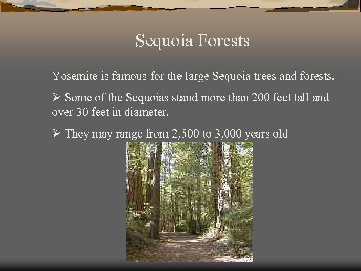 Sequoia Forests Yosemite is famous for the large Sequoia trees and forests. Ø Some