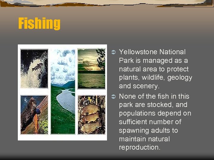 Fishing Yellowstone National Park is managed as a natural area to protect plants, wildlife,