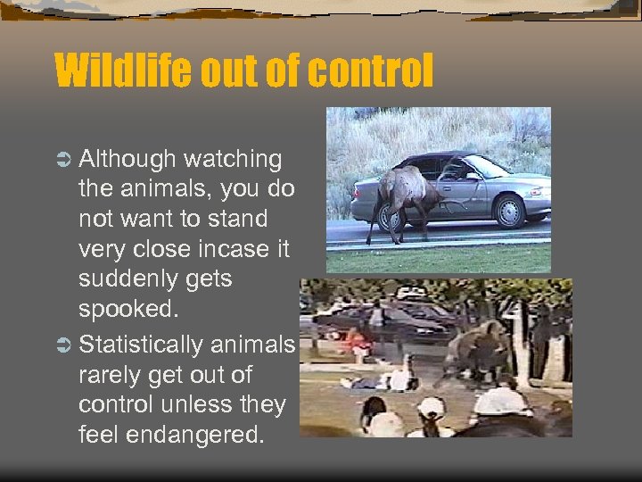 Wildlife out of control Ü Although watching the animals, you do not want to