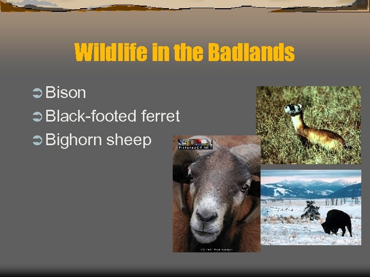  Wildlife in the Badlands Ü Black-footed ferret Ü Bighorn sheep Ü Bison 