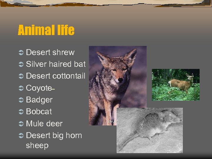 Animal life Ü Desert shrew Ü Silver haired bat Ü Desert cottontail Ü Coyote