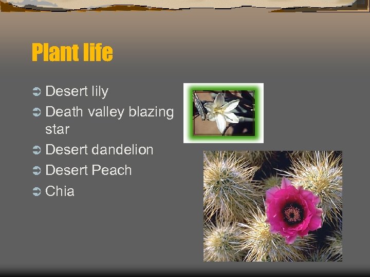 Plant life Ü Desert lily Ü Death valley blazing star Ü Desert dandelion Ü
