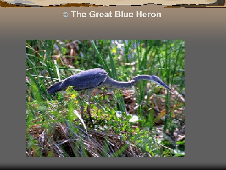 Ü The Great Blue Heron 