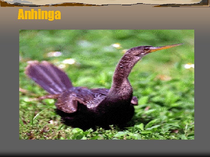 Anhinga 